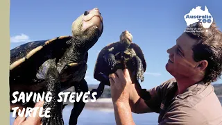 Steve Irwin's Turtle - Protecting this unique species | Wildlife Warriors Missions