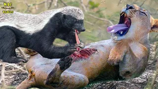 OMG! The Lion Failed Miserably In Hunting Honey Badgers! What Happened? Animal Attacks