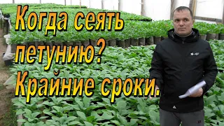 Крайние сроки посева петунии для хорошей рассады.