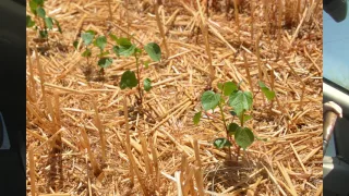 Twenty years of no-tilled double-cropped cotton and wheat in Goodyear, AZ