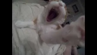 Big Yawn Cat