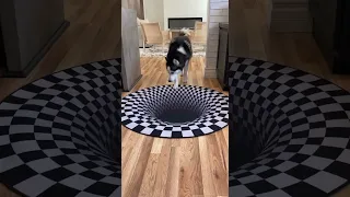 Dogs funny reaction to entering optical illusion rug! #shorts #short #dog