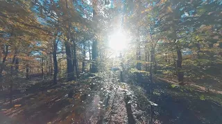 Flying Through The Autumn Forest - Part 3 - Relax - Soothing - FPV - 4K