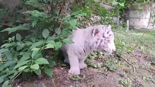 Zoo Târgu Mureș, mai bogată cu un pui de tigru bengalez alb