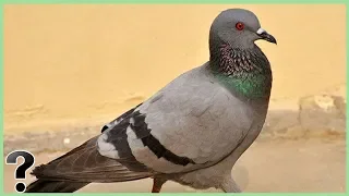 What Would Happen If Pigeons Went Extinct?