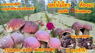 🍄เก็บเห็ดผึ้งหวาน หมานคือเก่า มาเด้อๆ #wildmushrooms