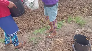derik dry seeding Rice