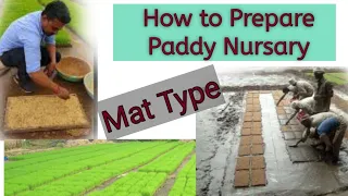 Preparation paddy bed for paddy transplanter I How to Make Paddy bed for Paddy transplater