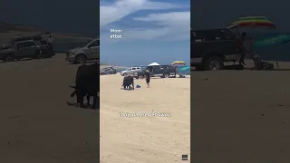 Watch: Tourist in Mexico attacked by bull on beach in Los Cabos #Shorts
