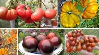 Редкие коллекционные сорта томатов: самые вкусные, урожайные и необычные!