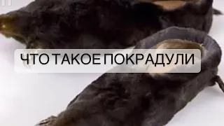 Что такое подкрадули?