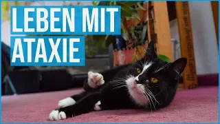 Ein Tag im Leben einer 17-Jährigen Wackelkatze | Ataxie | Tapsi