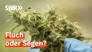 Ist Baden-Württemberg bereit für die Legalisierung? | Zur Sache! Baden-Württemberg