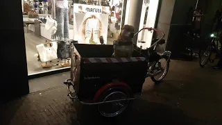 Dog chilling  (rap,hiphop,) Amsterdam Centrum