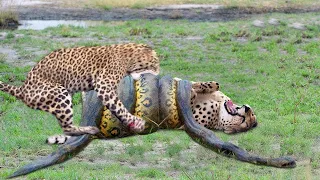 Giant Python Hunt Leopard Cubs When Mother Leopard Hunting Impala, Anaconda vs Crocodile