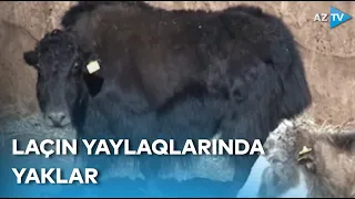 Qırğızıstandan gətirilən yaklar Laçın yaylaqlarında - REPORTAJ