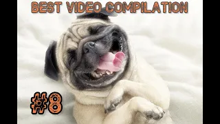 Best Video Compilation #8 LIke a Boss!🤣Лучшие приколы за октябрь 2019
