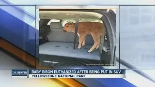 Newborn bison calf euthanized after visitors at Yellowstone National Park put it in their car