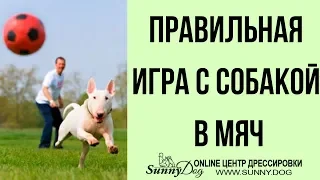 Игра в мяч - полезно? Как играть с собакой?