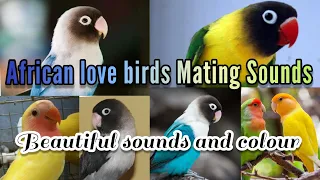 African Love Birds Mating Sounds|Love birds singing and talking|love birds cage setup