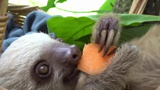 sloths eating carrots