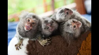 КАРЛИКОВАЯ ИГРУНКА - самая маленькая обезьянка в мире |Интересные факты о животных