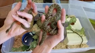 How to Care for Egg-Eating Snakes!