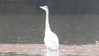 Mallards, Great Blue Heron and American Coots in Beaverton, OR - October 23, 2021