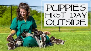 First Day Outside With A Litter Of 10 GSP Puppies