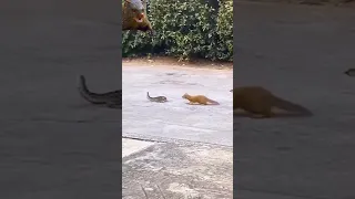 puffadder vs 3 mongooses