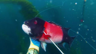 Spearfishing Santa Barbara 2016 Fall