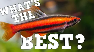 The Best Fish For Every Sized Aquarium 5 Gallon - 150 Gallon