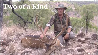 Great Chital Deer Hunts   Two of a Kind