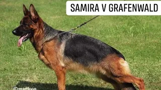 #VA5 Felicita v.Schnitzertea #bszs2023 #germanshepherd #gsd #worldchampionship #worldchampion #dog