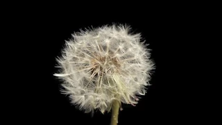 Dandelion seed head forming and seeds blowing away time lapse 4K