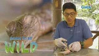 Is the Philippine's first hybrid crocodile able to reproduce asexually? | Born to be Wild