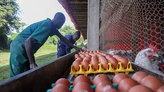 Collecting Thousands of Eggs on a LARGE Poultry Farm!