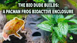 Creating a Bioactive Enclosure for a Pacman Frog