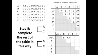 Creating a Phylogenetic Tree