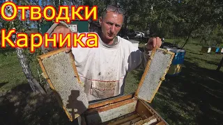 Майские Отводки Карника. Результат по мёду