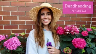 How To Deadhead Hydrangeas | Chicago Gardener