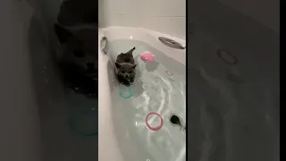 British shorthair cat swimming in the bath