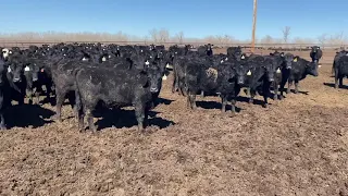 TD Angus Female Sale: 50 Hd- Registered Angus Replacement Heifers, Lot 296