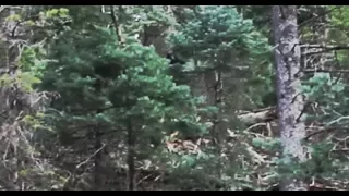 Hunted by Bigfoot [FULL MOVIE]