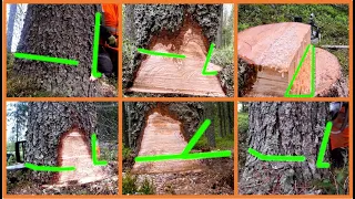 How Trees Fall With Different Undercuts