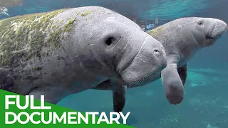 Manatees and Dugongs in Danger | Blue Realm | Free Documentary Nature