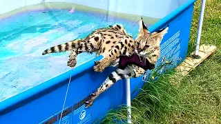 SERVAL WAS SCARED BY A TRUCK AND FELL INTO THE WATER / Small spoiler