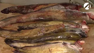 Выявление рыбы с содержанием антибиотика  «Астрахань 24»