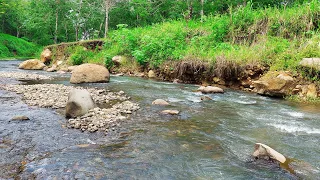 Fall into Sleep Immediately with Gentle Stream Sounds, Forest Stream and Relaxing River Sounds