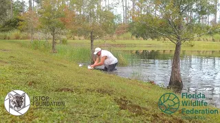 Man saves puppy from alligator's jaw in Florida